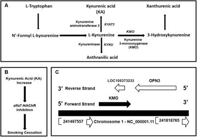 Kynurenine 3-Monooxygenase Gene Associated With Nicotine Initiation and Addiction: Analysis of Novel Regulatory Features at 5′ and 3′-Regions